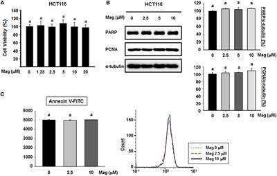 Magnolol Suppresses TGF-β-Induced Epithelial-to-Mesenchymal Transition in Human Colorectal Cancer Cells